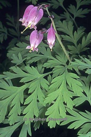 dicentra formosa 2 graphic